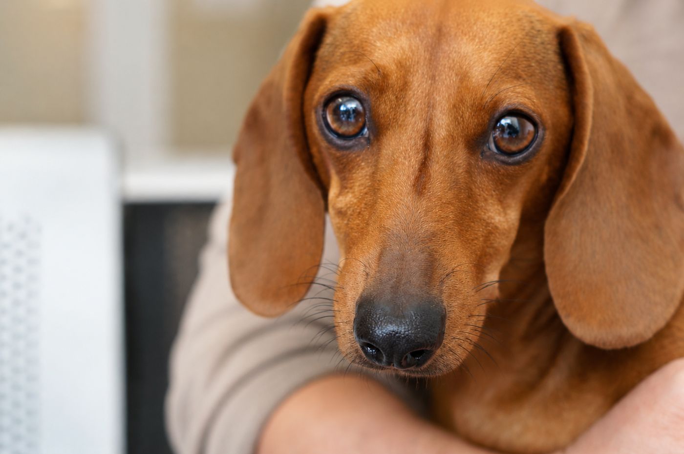Atención veterinaria especializada en NERVET