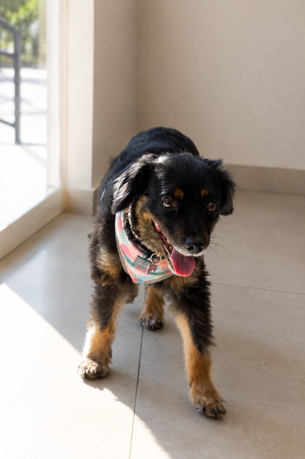 Paciente canino en control clínico en NERVET