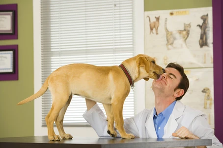 Emergencia veterinaria en Clínica Nervet Providencia