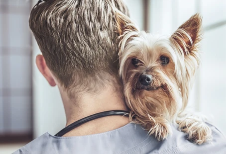 Dermatología para mascotas en Providencia Clínica Nervet