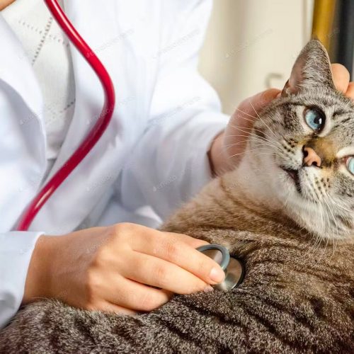 Medicina Felina