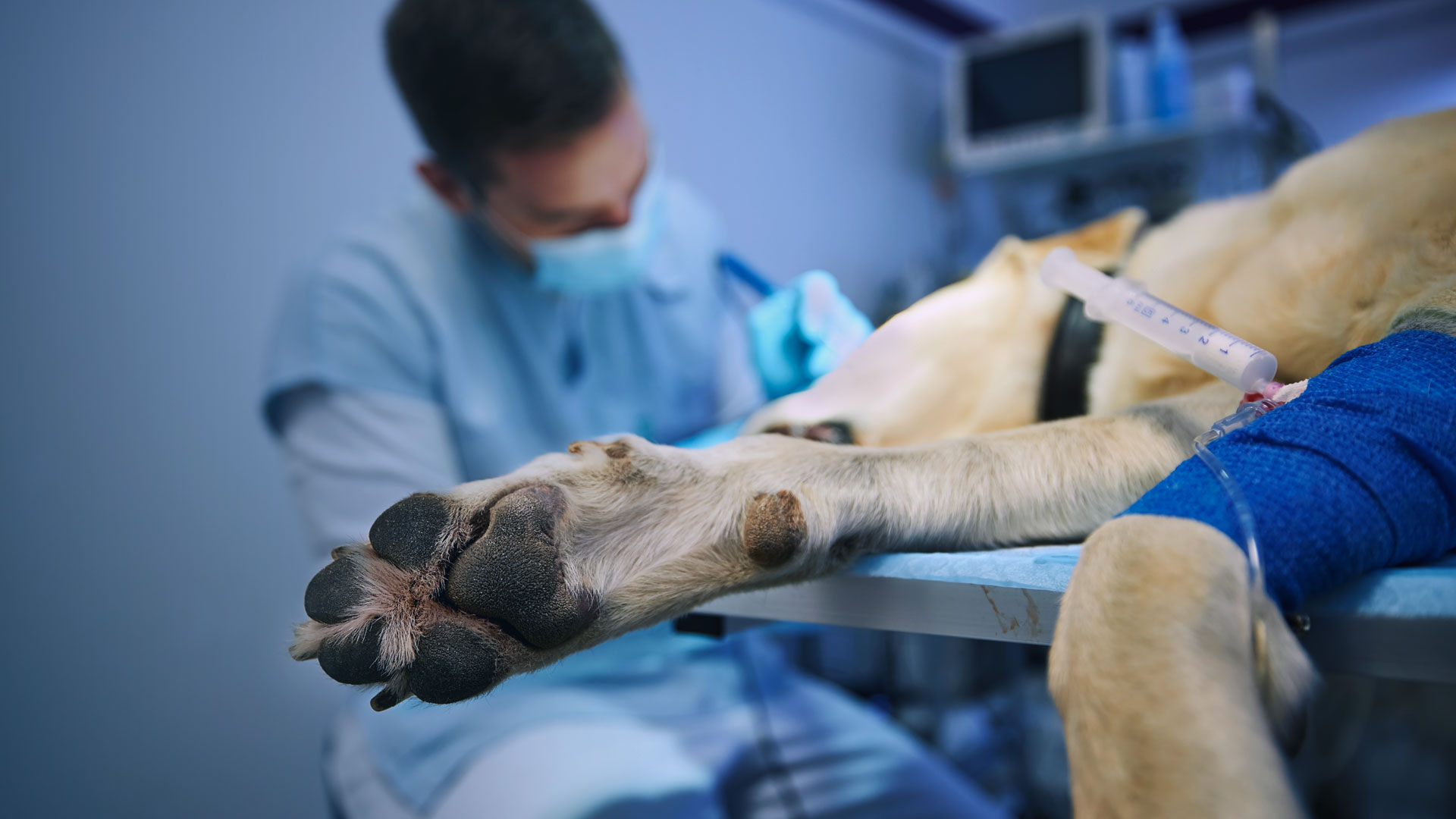 Anestesia Mascotas en Providencia