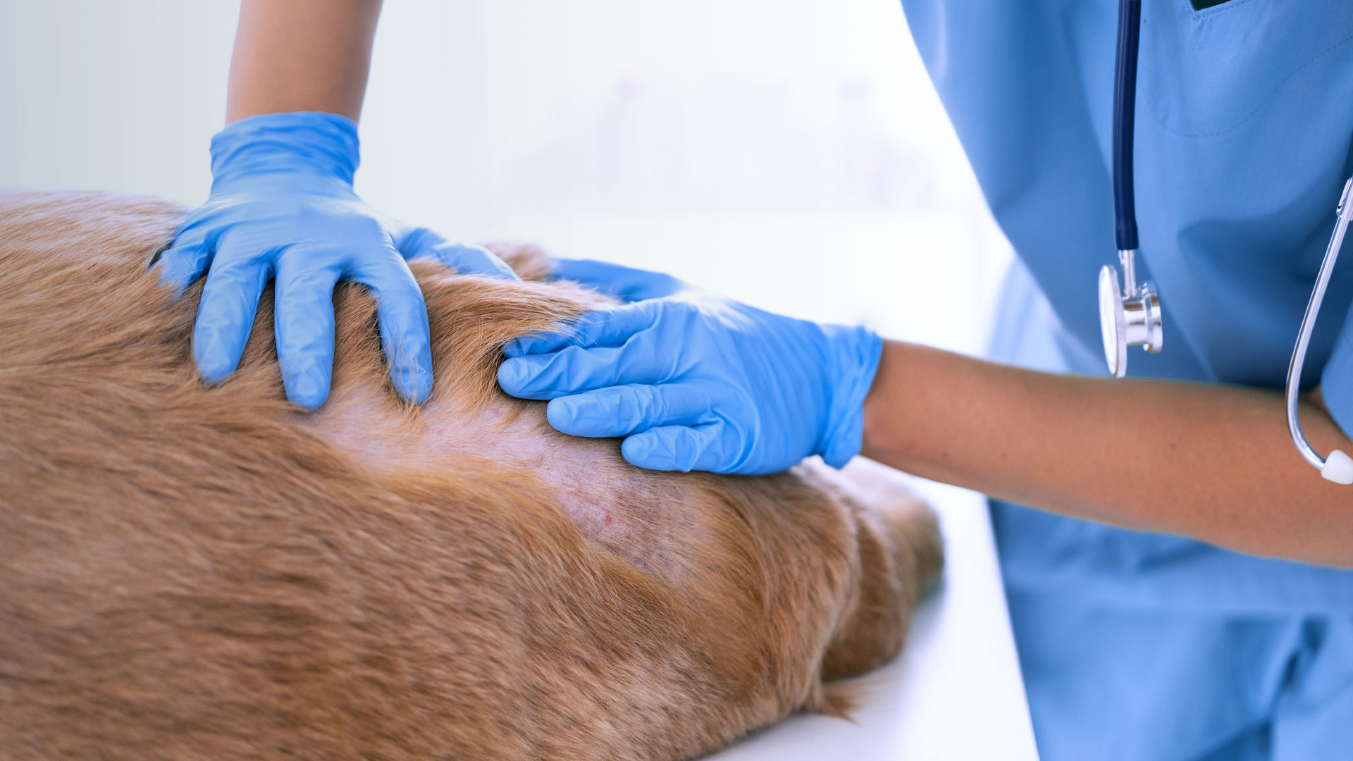 Dermatología Mascotas en Providencia