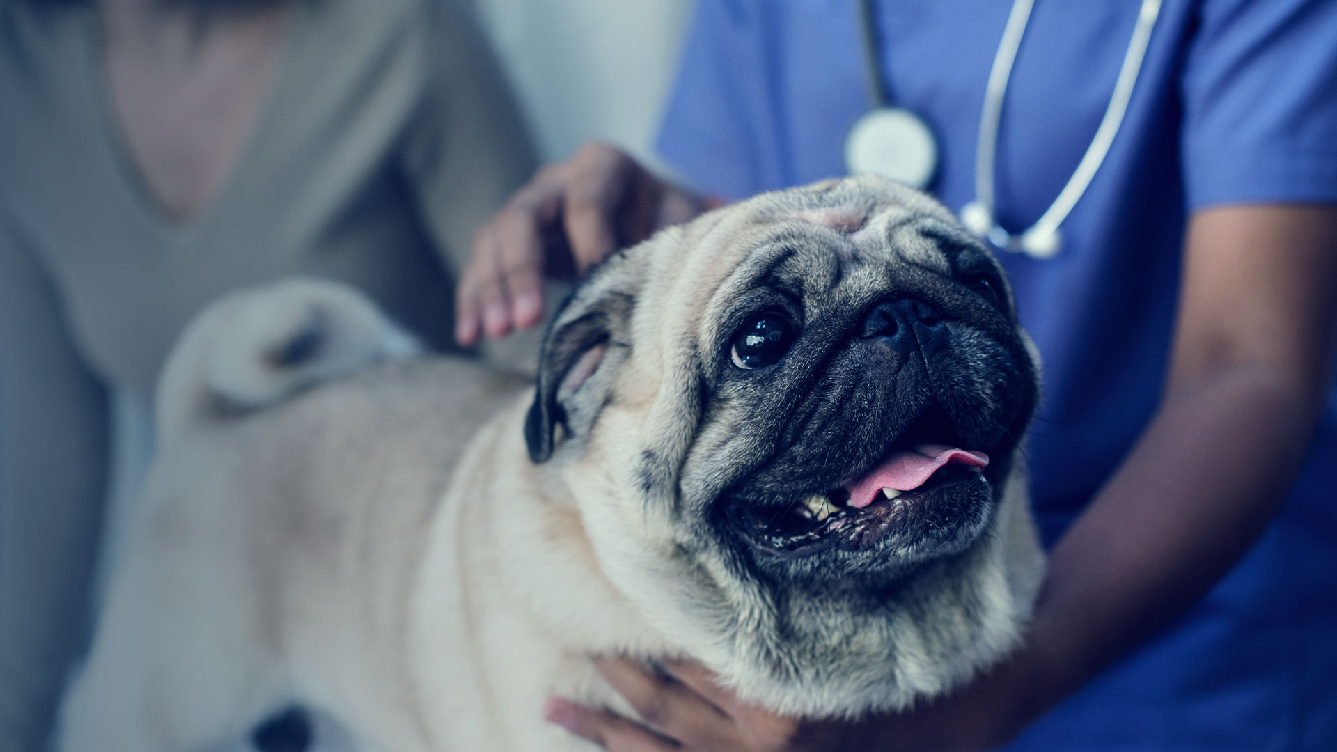 Neurología Mascotas en Providencia